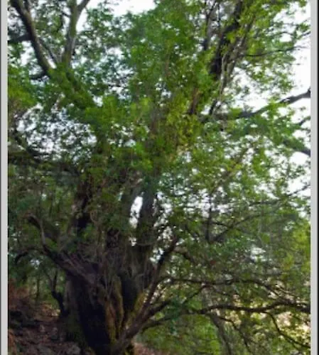 Vakantiehuis La Calleja De Hurdes Trcc00555