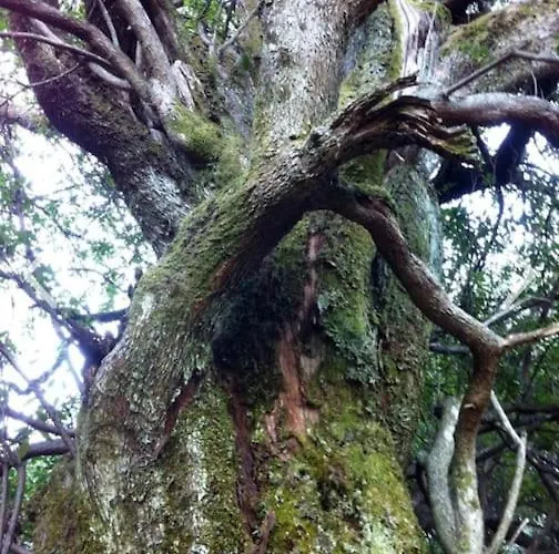 La Calleja De Hurdes Trcc00555 Casa vacanze *